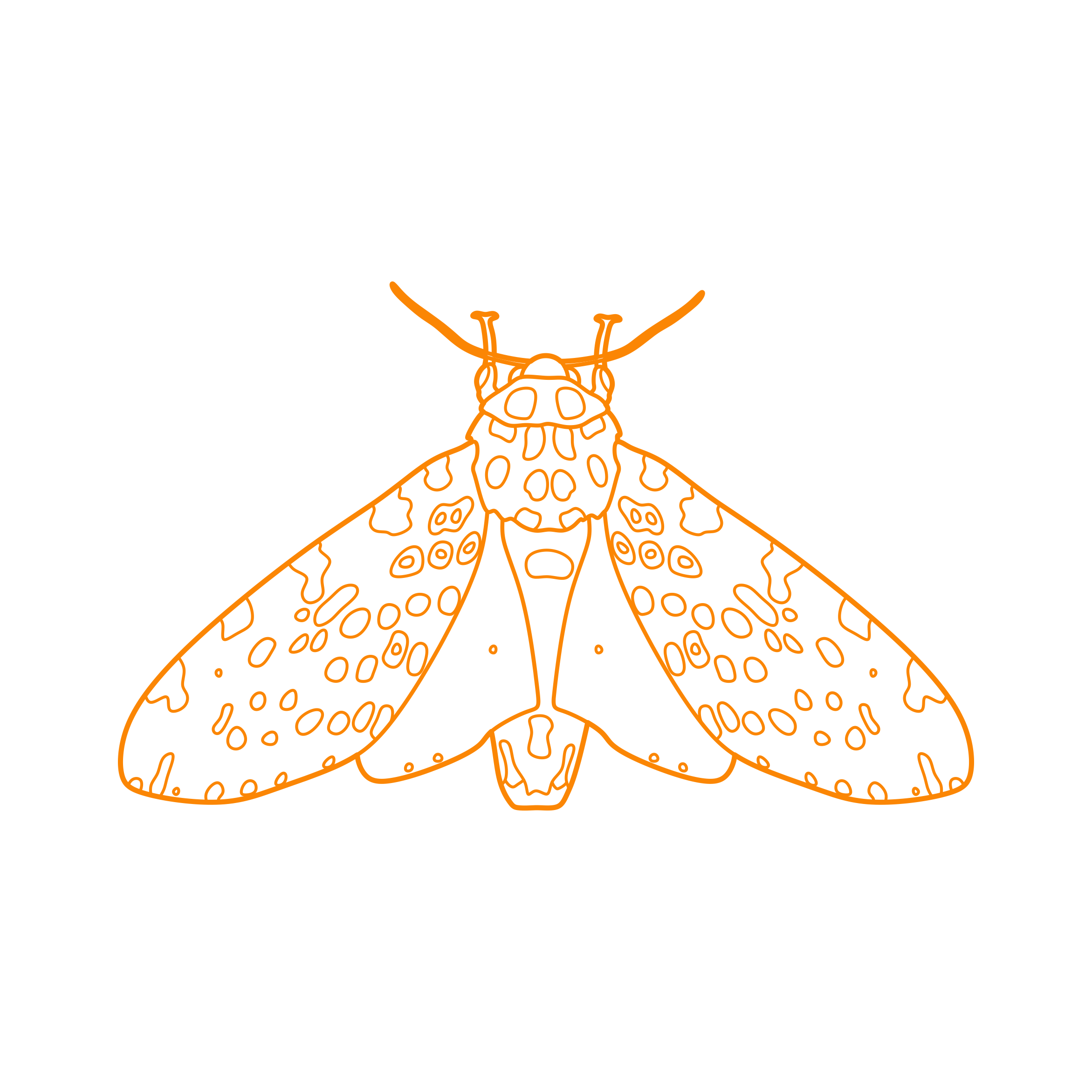 Animals Insects Giant Leopard Moth Outline Svg File Free Vectors